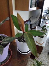 Atala Collado Quiles review photo
