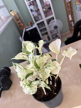 Yolanda Ruiz Corvillo review photo