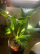 Nicaury Rodriguez review photo