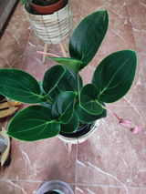 Rosa Romera Torres review photo