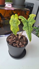 JUAN LATORRE review photo