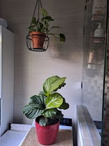 Cristina Millet review photo