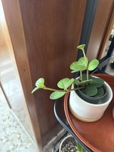 Atala Collado Quiles review photo