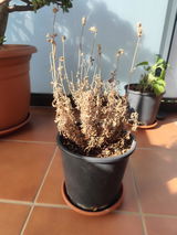 Montserrat Rosell review photo