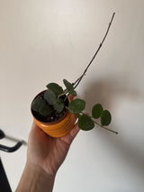 Leticia review photo