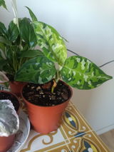 Miguel Carretero review photo