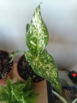 Miguel Carretero review photo