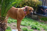 Pure Dog K9 review photo