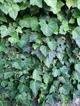 Christoph Bauer review photo