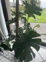 Anke Gerdau review photo