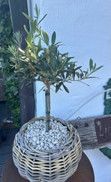 Bine review photo