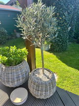 Bine review photo
