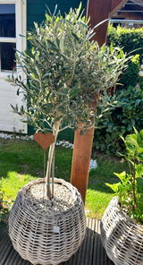 Bine review photo
