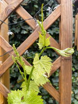 Gartenmutter review photo