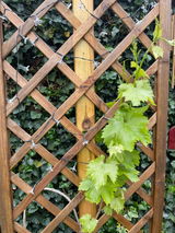 Gartenmutter review photo