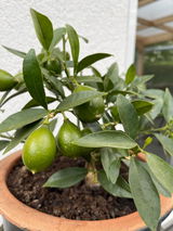 Gartenmutter review photo