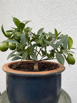 Gartenmutter review photo