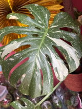 Frau Sara Schnell review photo