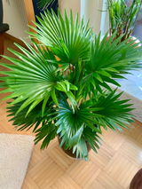 Andreas Schmidt review photo
