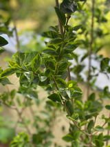 Gritt M. review photo
