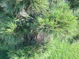 Thomas Rohr review photo