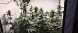 Cannabinieri review photo