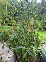 Bine review photo