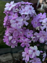 FlowerPower_2025 review photo