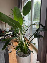 Albert review photo