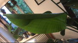 Susi H. review photo