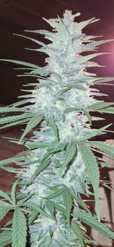 AtotheB review photo