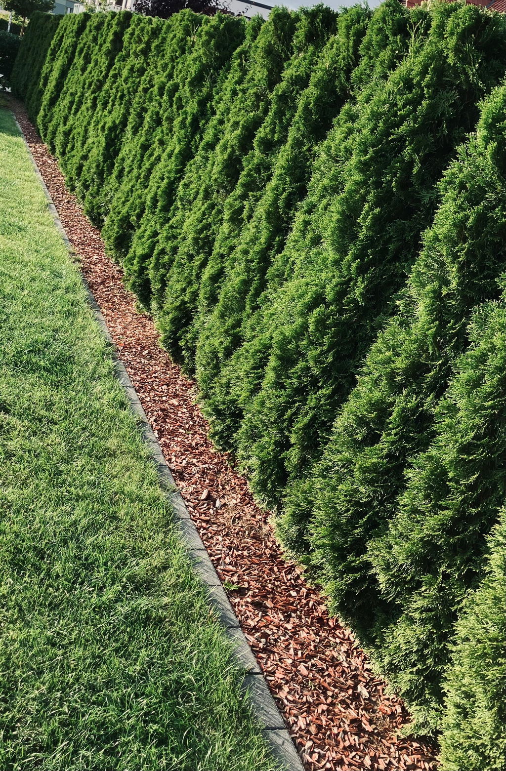 Thuja-Dünger 1 kg