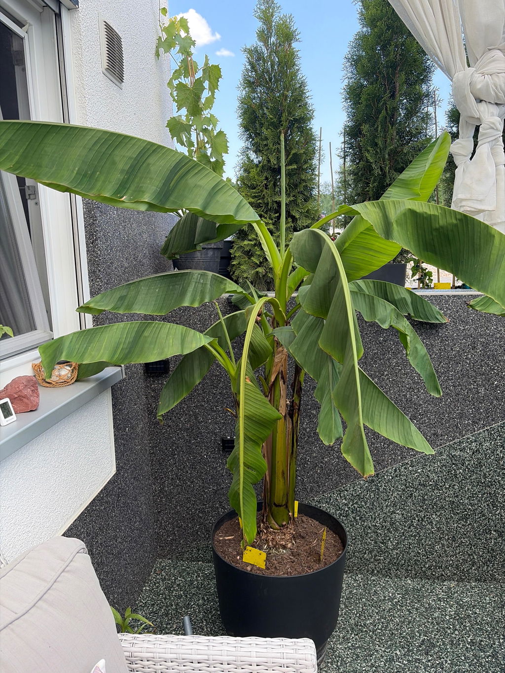 Bananendünger 1 Liter