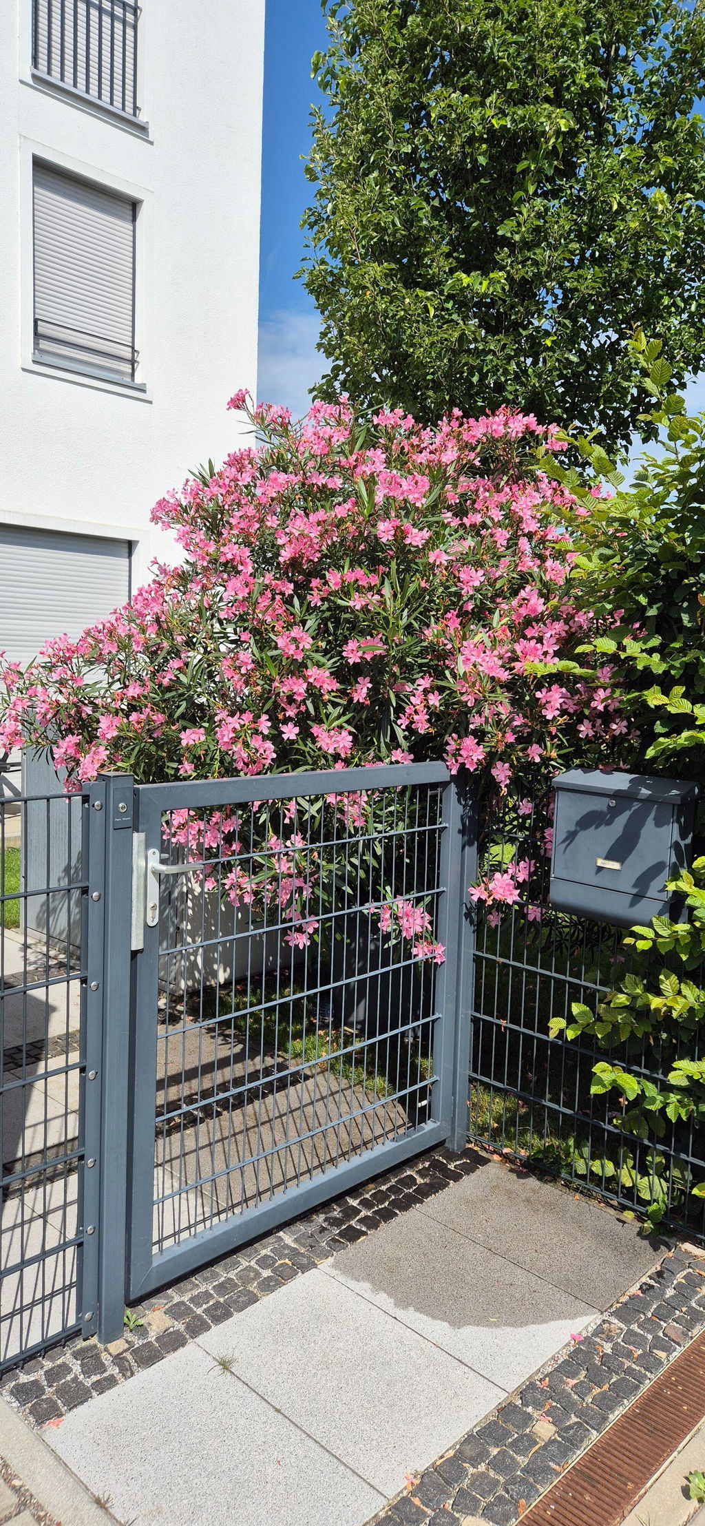 Oleander-Dünger 1 Liter