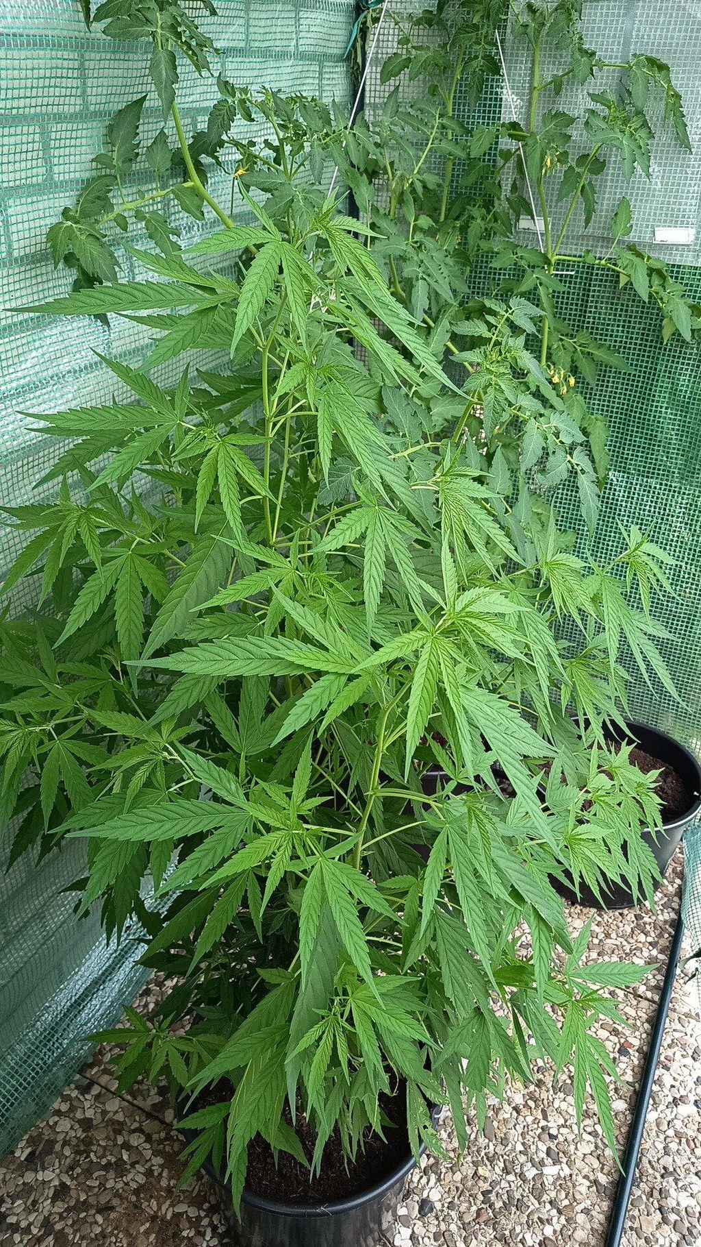 Cannabis-Dünger-Set 2 x 1 Liter