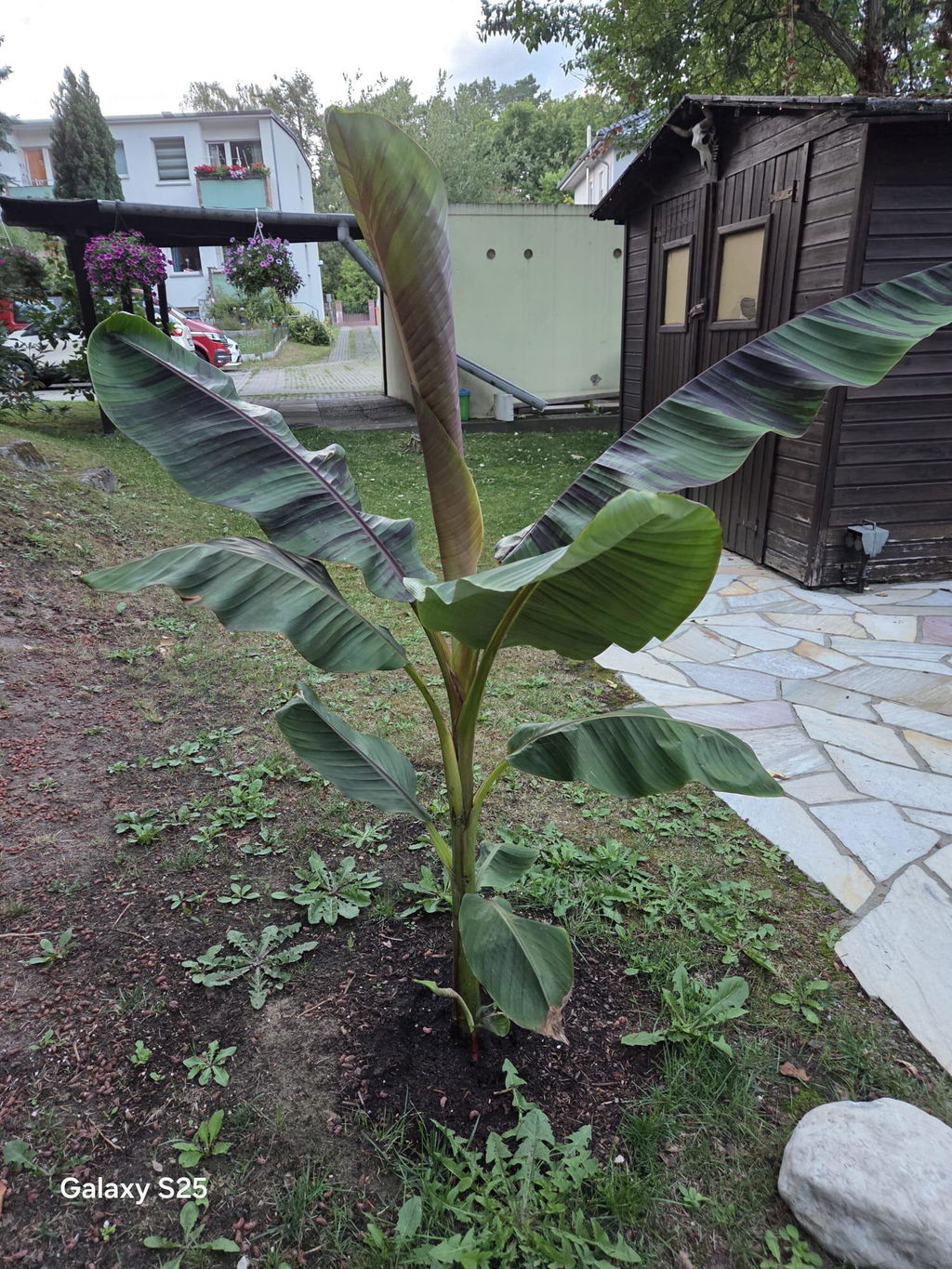 Bananendünger 1 Liter