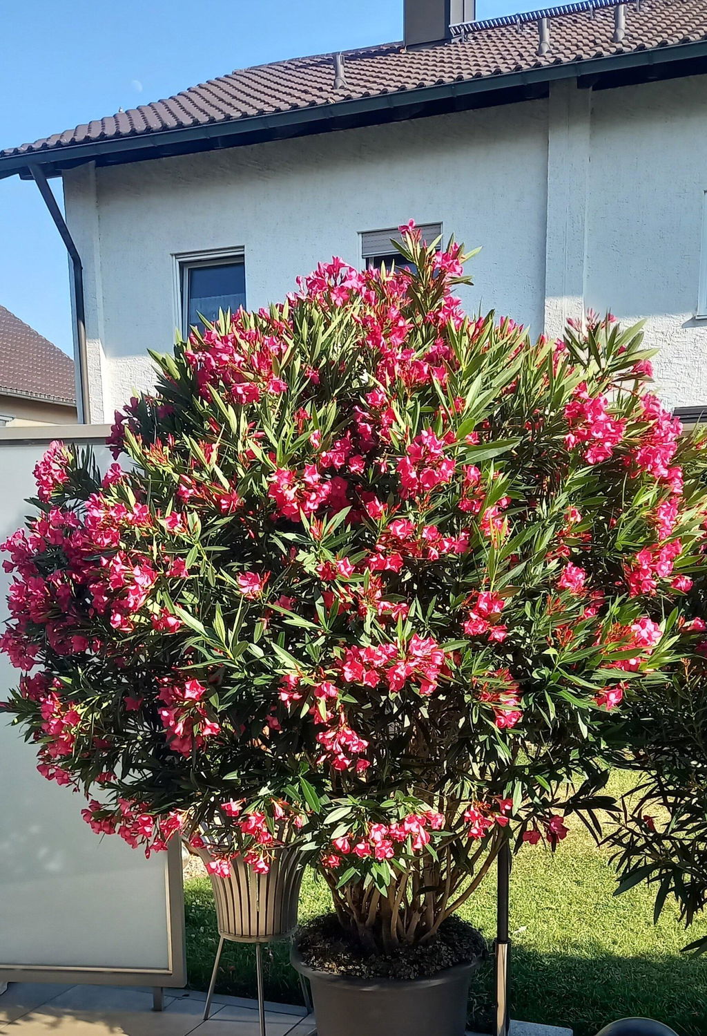 Oleander-Dünger 1 Liter