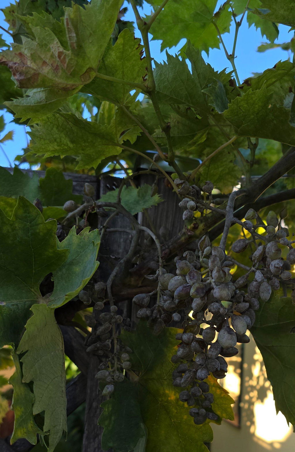 Bio-Weinreben-Dünger 1 Liter
