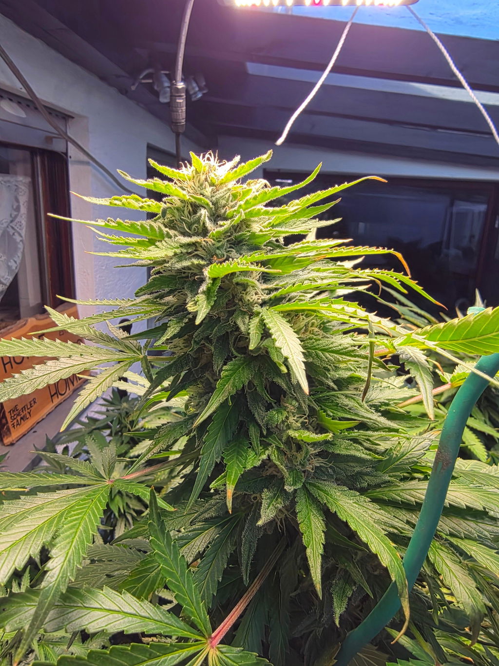 Cannabis Bloom-Dünger 1 Liter