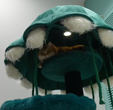 hosico review photo