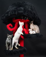 sphynx review photo