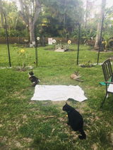 Jenn Feline Family review photo