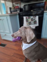 Wildweims review photo
