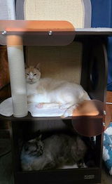 Fairy Catmother review photo
