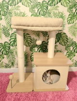 Kitty review photo