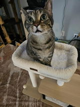 Late Adopter review photo