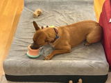 Ginger W. review photo