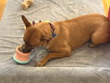Ginger W. review photo