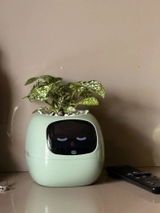 Bonito F. review photo