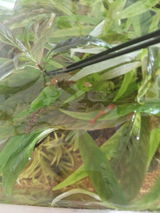 C.S. review photo
